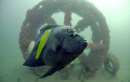   shot nikon D7000 Nauticam housing 10.5mm ,10.5mm ,105mm ,10 5mm  